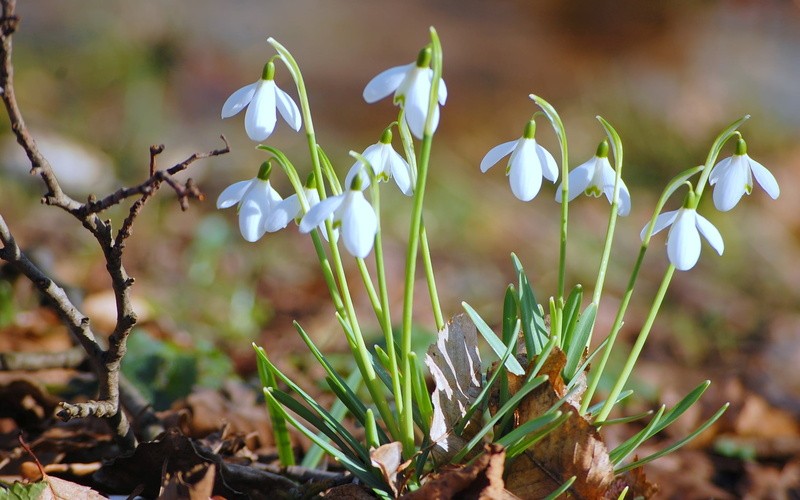 macro, white color, flower Head, leaves, blossom, growth, crocus, purple, 2K, fragility, plant, springtime, beauty In Nature, freshness, focus on foreground