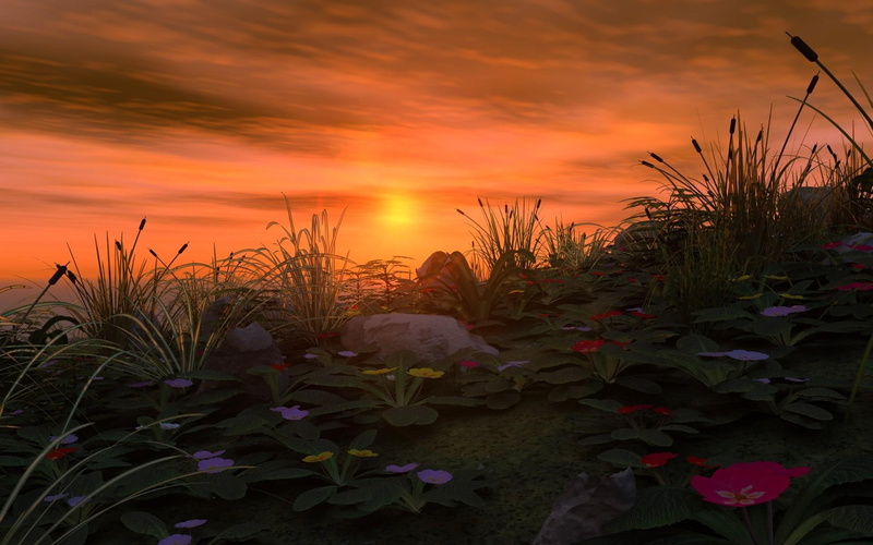 1080P, flowers, 3d and abstract, sunset, primrose