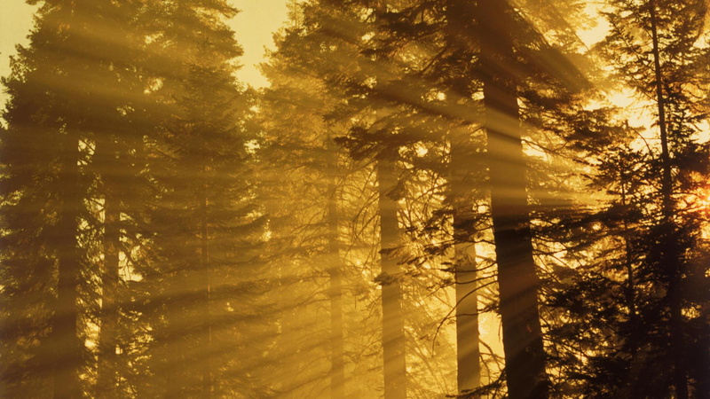 tree, silhouette, sunlit, photo, nature, 1920x1080, 1080P, trees