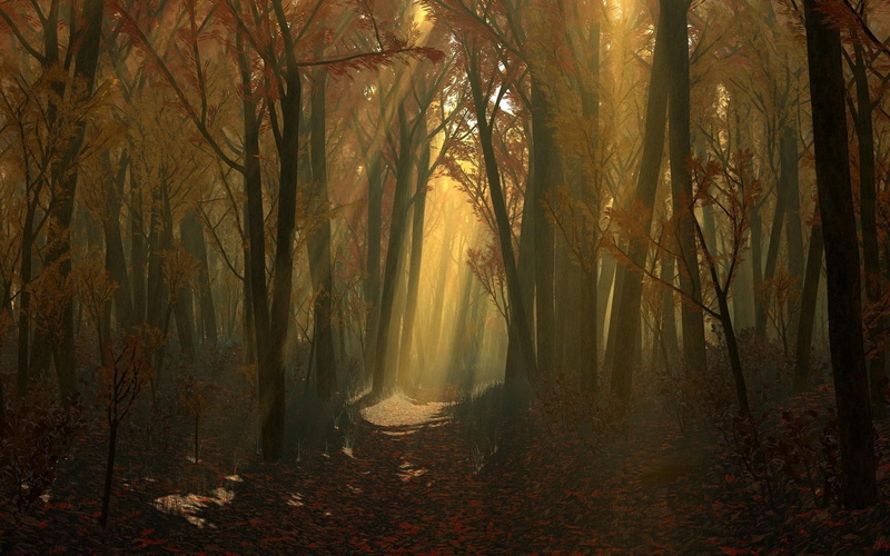 tree, sunlit, nature, autumn, 1080P, photo, 1920x1200, forest