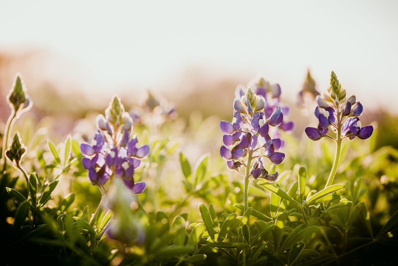 flowers, no people, flower, land, leaf, selective focus, 5K, united states, bluebonnet, fragility, purple, springtime, austin, beauty in nature, flowering plant