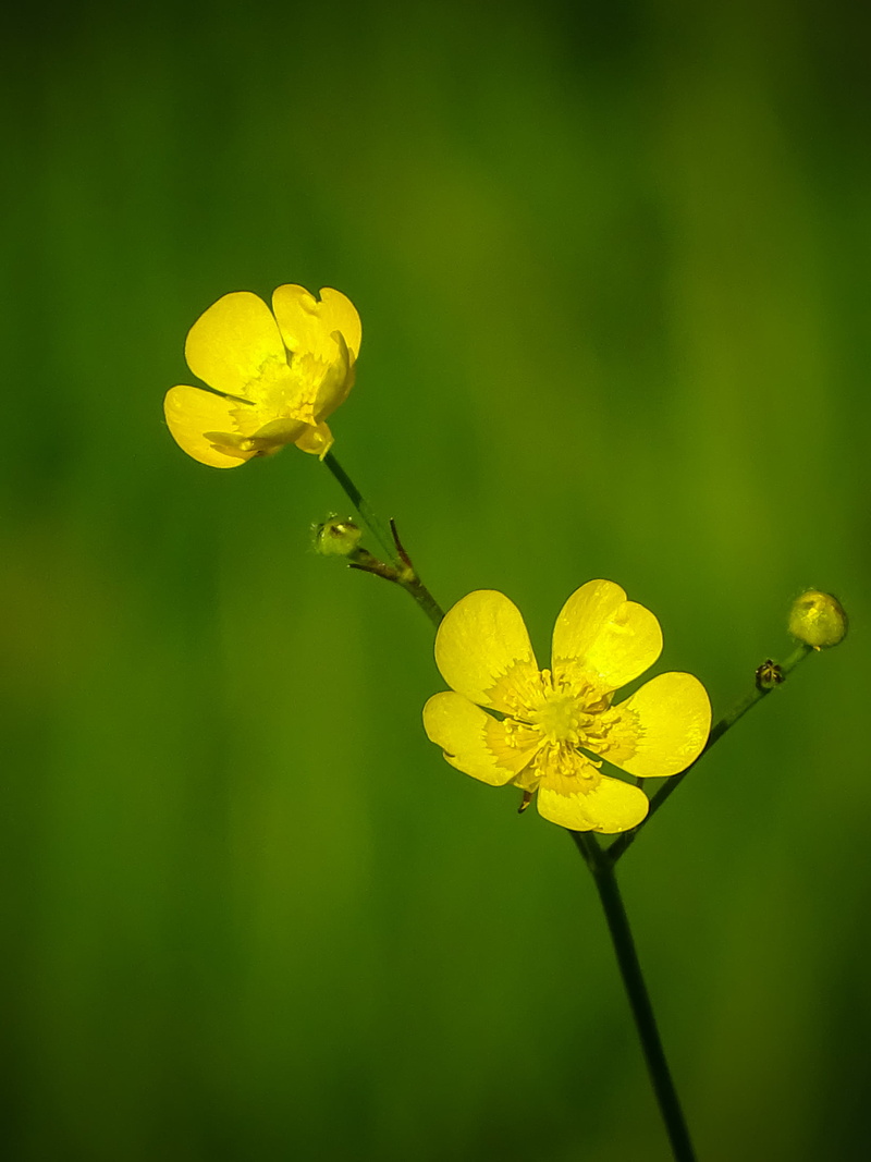 summer, selective focus, small, 1080P, flower, petaled, wonder, nature, bokeh, dof, grass  green, aluksne, green Color, sunlit, plant, bloom, latvia, photography
