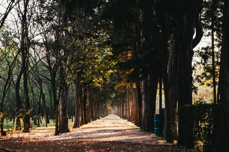 pathway, joggers, sunlit, day, park, forest, long, play, woods, foliage, treelined, tree trunk, tree canopy, the way forward, footpath, track, path, autumn
