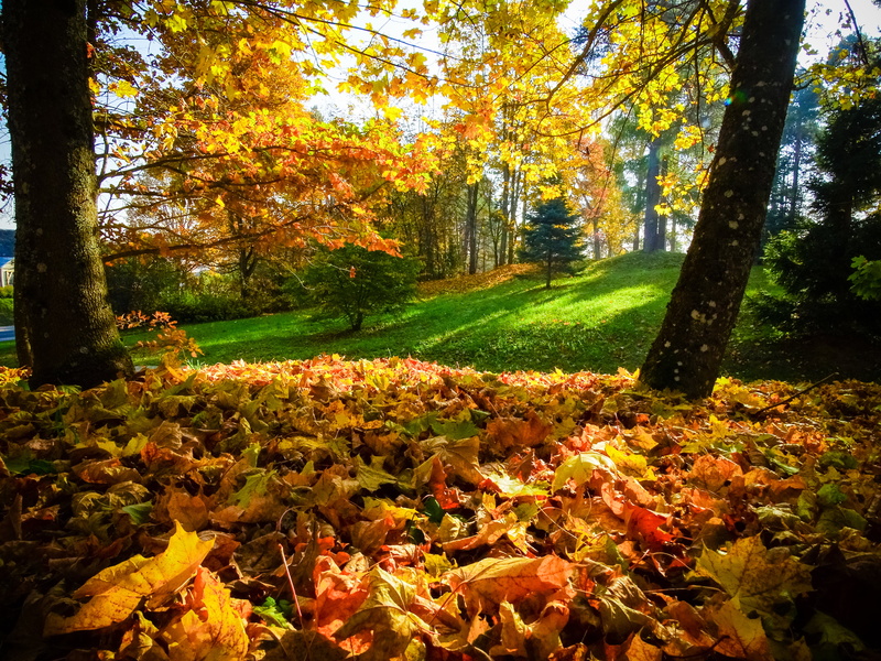 lettonie, multi Colored, 5K, beauty In Nature, gold Colored, autumn, town, scenics, leaves, leaf, forest, outdoors, green, sunlight, beside, outdoor, park - Man Made Space