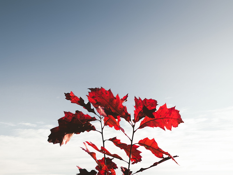 outdoors, plant, change, nature, leafe, tranquility, 2K, day, maple leaf, sky, leaf, vulnerability, beauty in nature, natural condition, blue, contrast