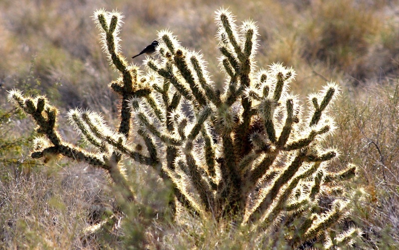 southwest, animal, nature, sunlight, grass, shimmer, dry, 1080P, arizona, western, nevada, wilderness, beauty in nature, southwestern, utah, texas, arid climate