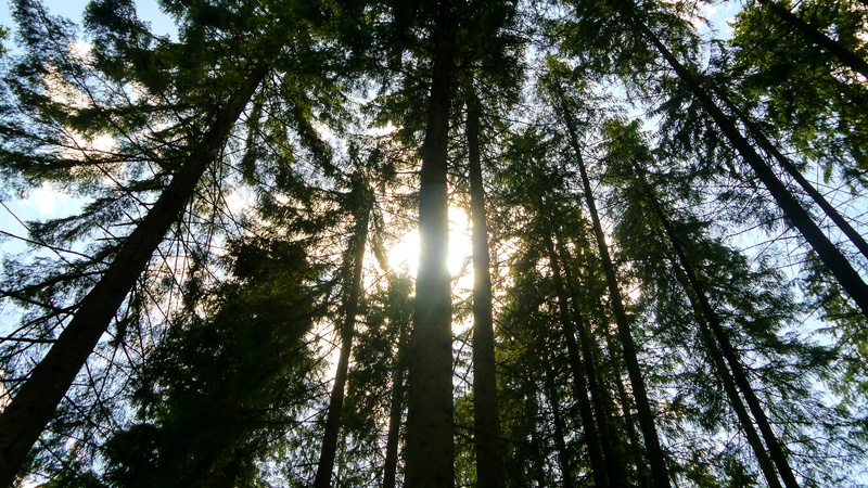beauty in nature, trunk, shadow, growth, sprig, streaming, coniferous, foliage, woodland, mosses, green, 4K, coniferous tree, wind, tranquility, day, tall - high