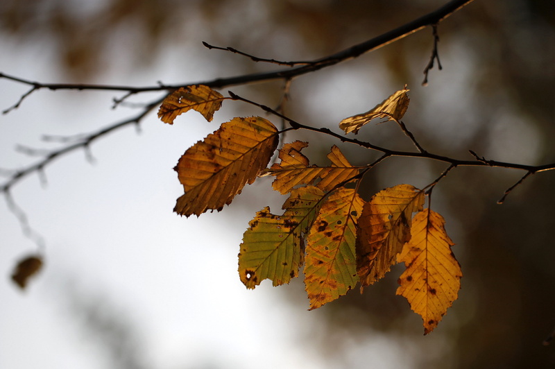 metallic, outdoors, sunlit, veins, nature, light, gild, luster, bronze, lines, golden, lit, forest, autumn, distortion, tree, autumn  fall, sunset, yellow