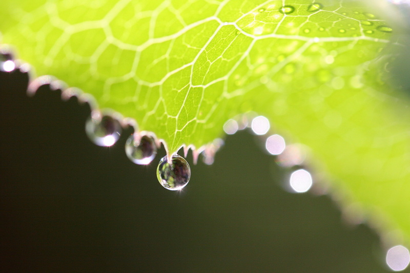 abstract, photography, close-up, photo, environment, reflection, green Color, leaf, macro, le jardin, wild flowers, green leaf, france, blurred, bokeh