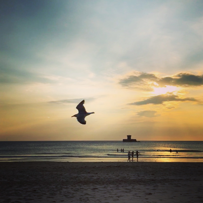 silhouette, horizon, water, animal, sunset, vertebrate, animal themes, bird, sky, horizon over water, one animal, 2K, beauty in nature, cloud - sky, seagull
