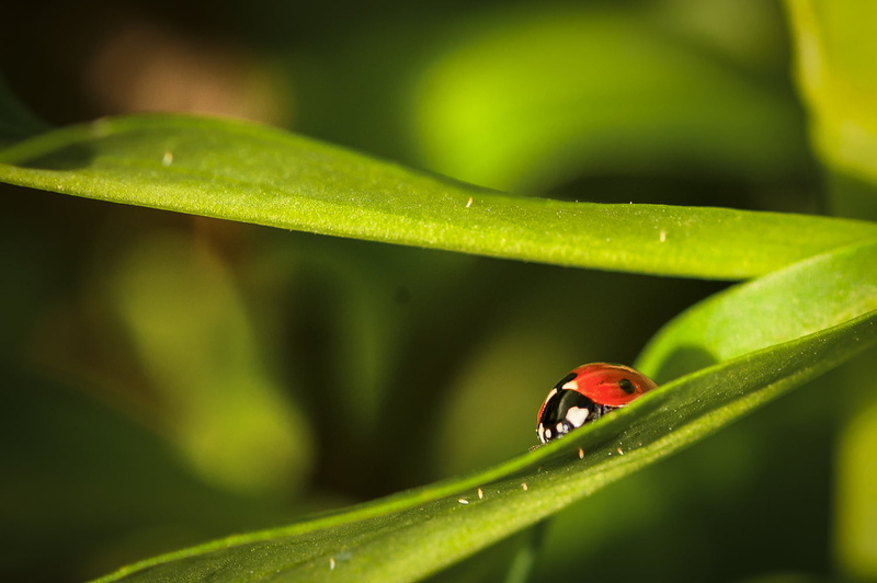 close-up, FAUNE, nature, beatles, Bourgogne, mars, 720P, France, plant, red, ladybug, black, beetle, insect, macro, green Color, dew, beauty In Nature