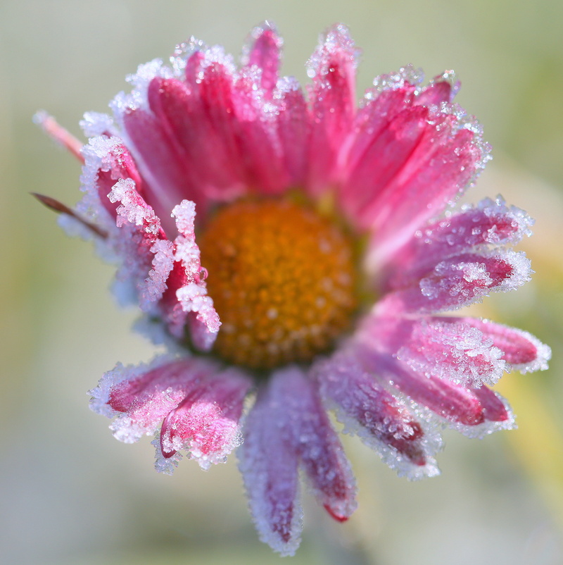 petals, sunlit, petal, jenny, in bloom, early morning, pink Color, cold, in the garden, bloom, summer, plant, weed, sugared, crop, Aster, sparkle, flower