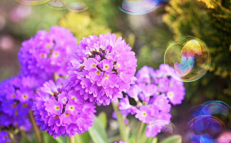 Garden, beauty in nature, bubbles, flowering plant, petal, Pink, Nature, vulnerability, day, soap, Outdoors, flower, plant, flower head, freshness, primrose
