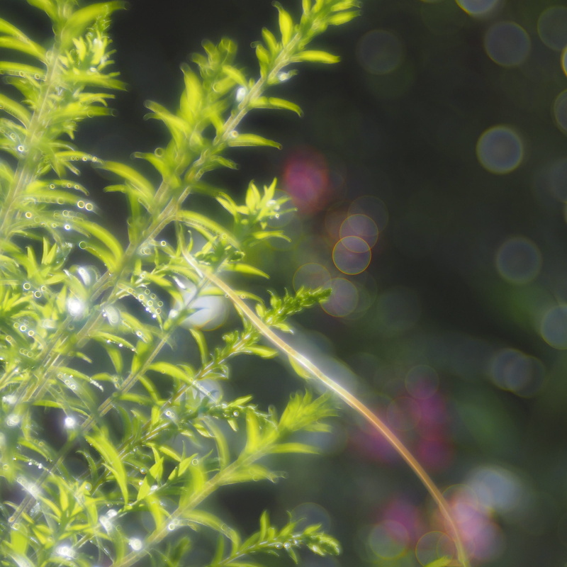 plant, crop, 2K, rlitz, Trio, Meyer, Görlitz, plant part, vulnerability, trio plan, green color, meyer görlitz, nature, day, freshness, close-up, botany