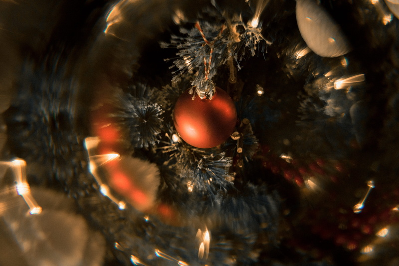 macro, animal body part, water, closeup, ornament, decoration, no people, animals in the wild, selective focus, invertebrate, prism photography, animal wildlife