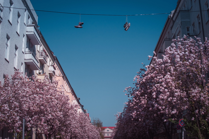 arbour, built structure, petal, garden, flowering plant, fragility, no people, shoes, advertisement, hanging, low angle view, human, springtime, 5K, geranium