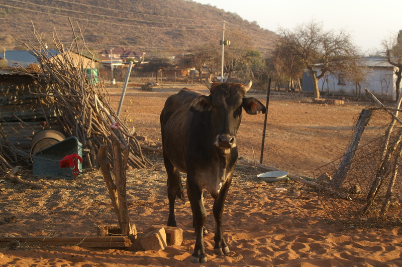 cow, agriculture, limpopo, outdoors, sheep, 2K, animal wildlife, herbivorous, land, field, set, fence, rural, animal themes, vertebrate, animal, one animal