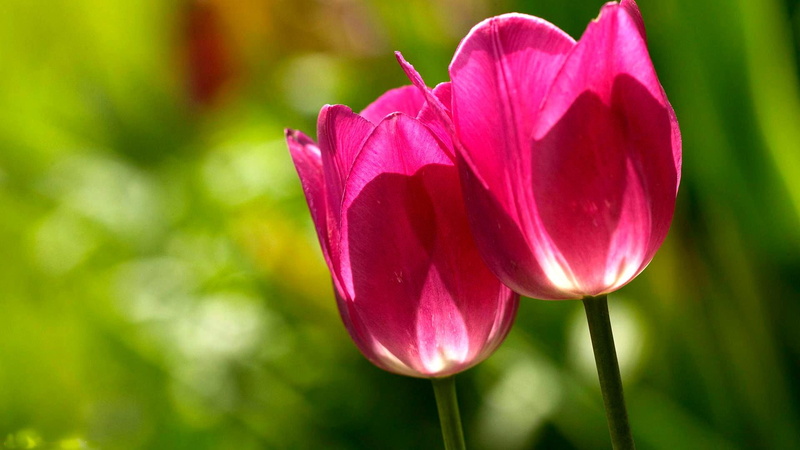 1080P, lovely, tulips, field, flowers, nature, pretty, photogarphy, pink, 3d and abstract, kissing, phot, beautiful