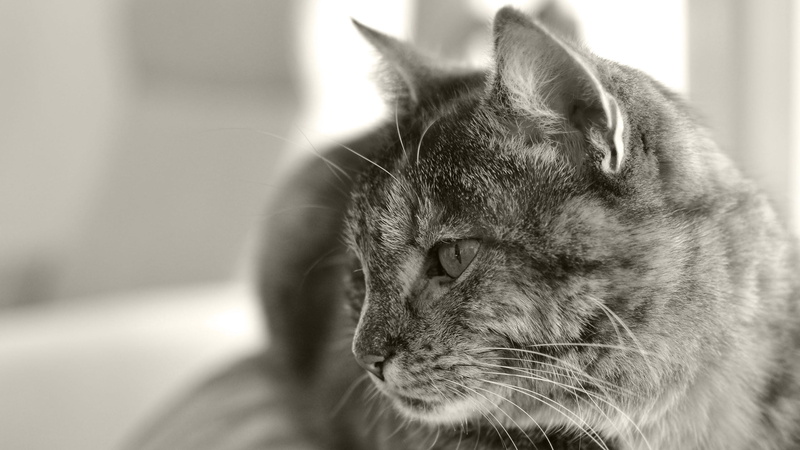 cat, grayscale, animal Head, looking away, animal themes, whisker, domestic, beautiful, indoors, pets, cute, vertebrate, sitting, young Animal, relaxation