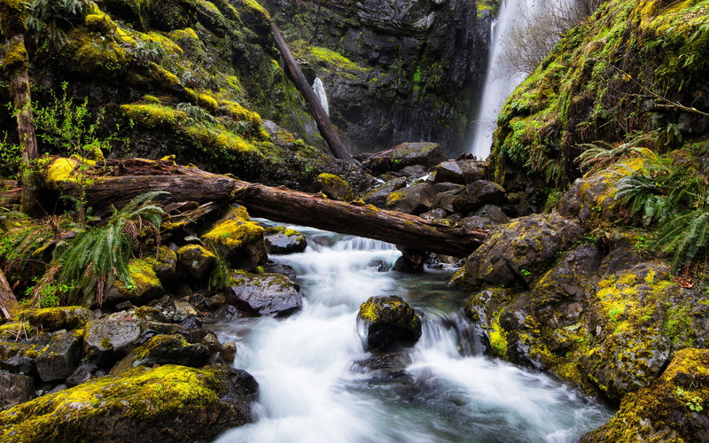 tree, forest, flowing water, land, river, non-urban scene, k, rock, waterfall, hd, stream - flowing water, outdoors, flowing, water, plant, nature, no people