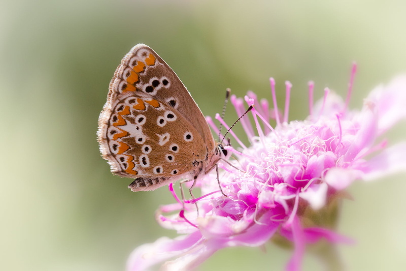 focus, Cumbre Vieja, insect, canaries, animal, shallow focus, nature, butterfly, multi Colored, la, shallow, 720P, pink, beauty In Nature, animal Wing