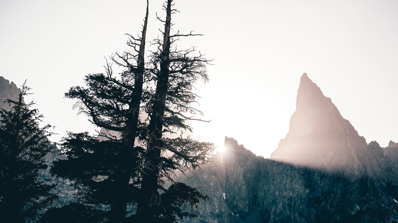 pine, 5K, pointed, cold temperature, tranquility, nature, plant, lens flare, fog, pine tree, forest, beauty in nature, coniferous tree, phot, land, focus