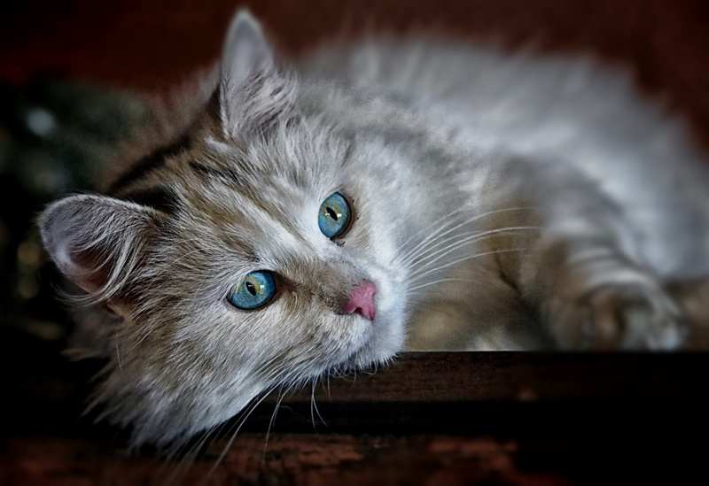 mammal, selective, domestic cat, gray, portrait, animal, cat lying, whisker, domestic animals, long-haired cat, cat face, eye, cat head, focus on foreground