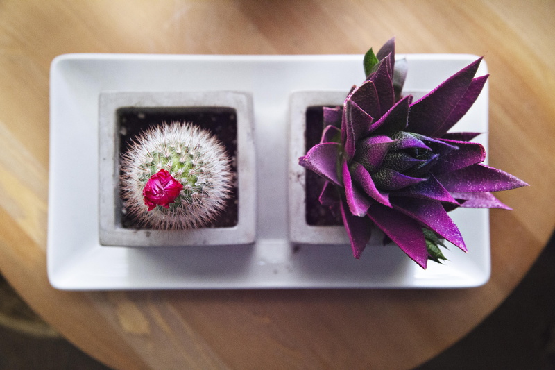 cactu, inflorescence, freshness, fragility, still life, vulnerability, cacti, flatlay, indoors, growth, petal, house plant, nature, no people, tray, beauty in nature