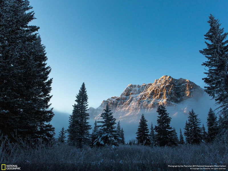 phot, pine tree, scenics - nature, outdoors, woodland, tree, pine woodland, mountain peak, foggy, forest, morning, geographic, no people, snow, bow, 1080P
