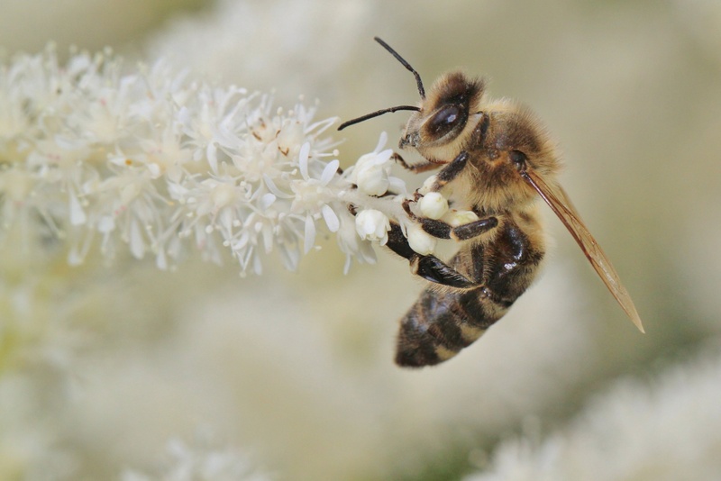 oof, honeybee, animal wildlife, insect, invertebrate, bloom, no people, close, macro photo, fragility, 2K, pollen, collect, perching, arthropod, focus on foreground