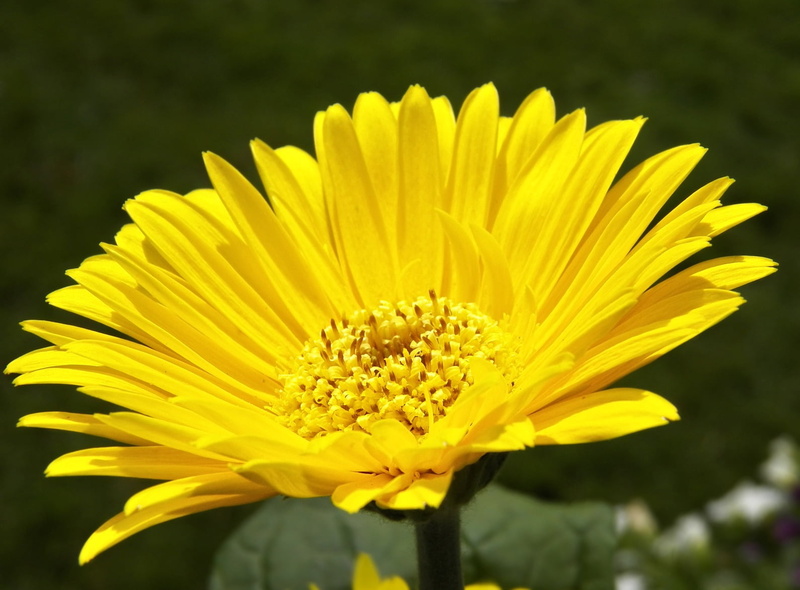 phot, Sunny, nature, Yellow, flower Head, summer, petal, close-up, Flower, plant, 720P
