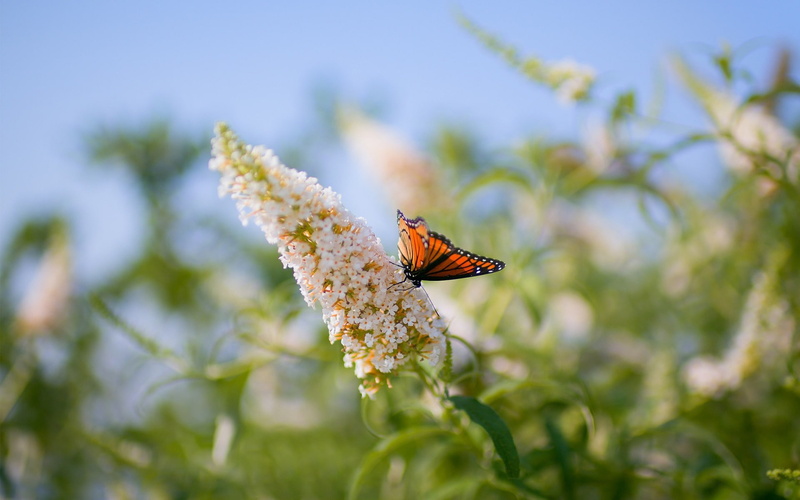 animal wing, petal, one animal, outdoors, freshness, invertebrate, plant, fragility, beauty in nature, nature, animal, animals in the wild, focus on foreground