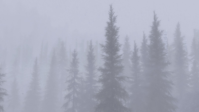 coniferous tree, winter, scenics - nature, beauty in nature, The Elder Scrolls V: Skyrim, forest, tree, growth, land, v, 720P, day, art, cold temperature
