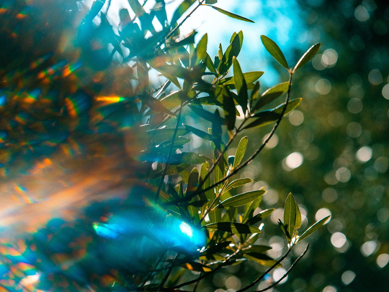 flower, decoration, art, prism, growth, closeup, christmas, close-up, selective focus, leaf, light, shiny, bud, april, season, holiday, park, flare, christmas tree