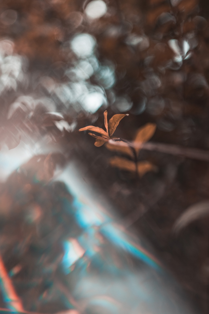 no people, veins, plant, growth, dry, barbed wire, wire, tree, focus on foreground, leaves, light, cool, day, 5K, beauty in nature