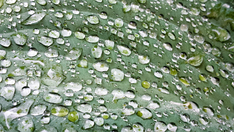 london, green color, freshness, no people, water, united kingdom, day, rainy season, prisms, outdoors, beauty in nature, glisten, leaf, dew, plant part