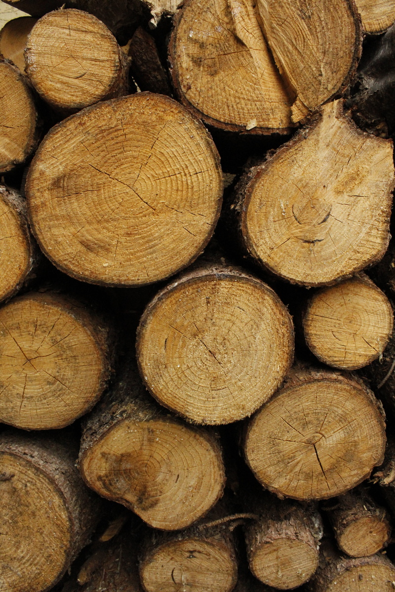 deforestation, textured, woodpile, chopped, full frame, large group of objects, abundance, wood, prism, plant, forest, évgyűrűk, no people, stubs, growth-ring