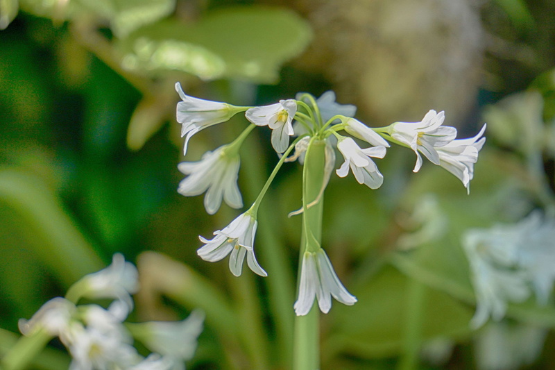 flower head, day, vulnerability, fleurs blanches, petal, beauty in nature, flore, fleurs, no people, white color, blossom, botanique, inflorescence, growth