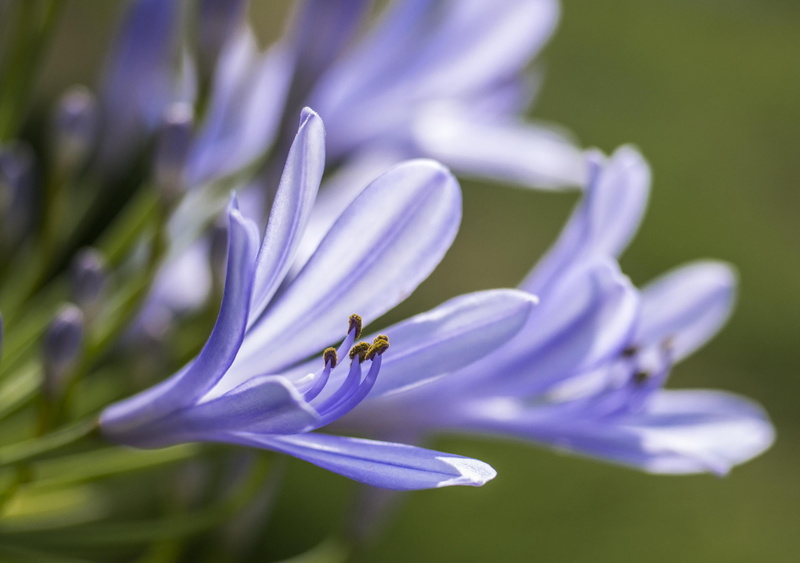 fée, fleur, Nikon D750, 2K, flower Head, nature, beauty In Nature, softness, pleasure, purple, soft, perfume, flower, treasure, passion, bien, light, lavander