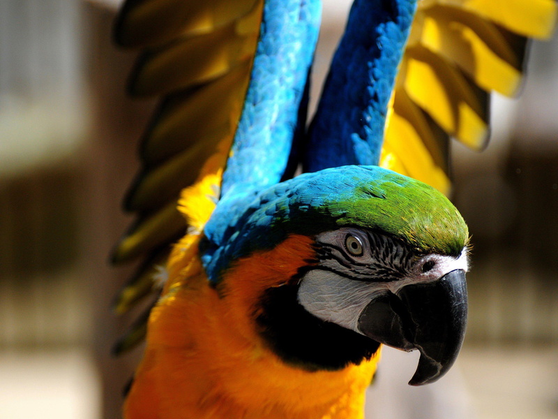 birds, parrots, animals, pictures, close, blue, hd, macaws, field, 2K, depth, yellow