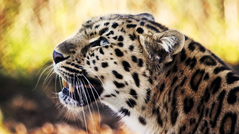 blue eyes, cheetah, sharp teeth, animals, photography, focus, field, fur, blue, depth of field, 1080P, leopard, yellow, sharp, yellow fur, teeth, eyes