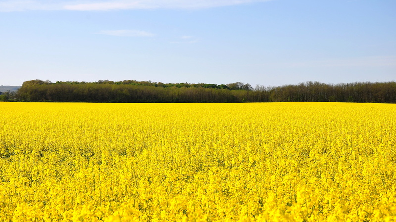 canola, agriculture, beauty in nature, flowering plant, spring, clear, sky, yellow, summer, growth, tranquil scene, nature, scenics - nature, environment