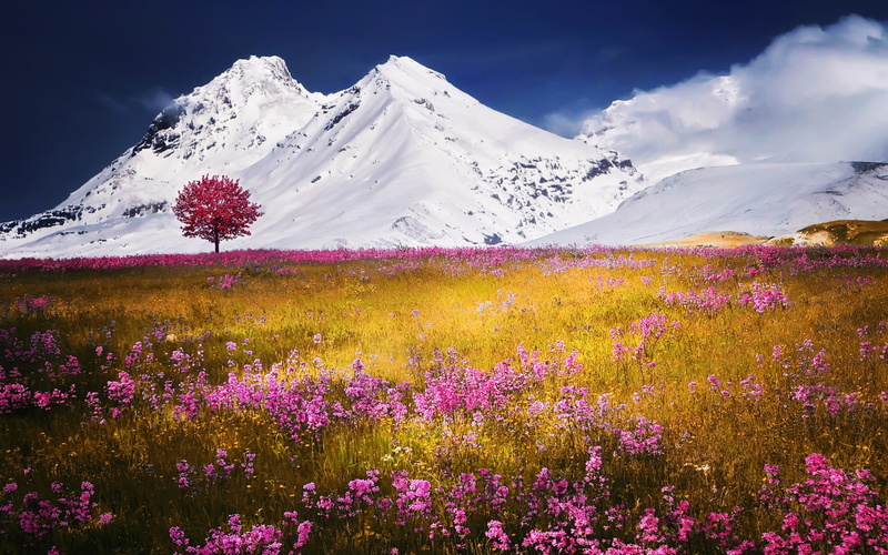 Snow, 1080P, Mountain, Grass, Pink, Flowers, Wild