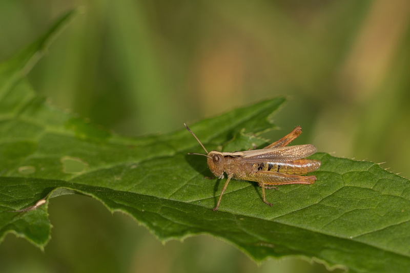 forest, insect, caelifera, invertebrate, macro, green color, close-up, 2K, no people, animal antenna, leaf vein, meadow, grasshopper, grass, animal wildlife