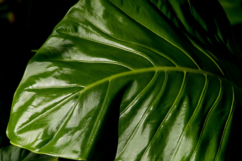 pattern, plant, natural pattern, native lily, growth, focus on foreground, outdoors, alocasia brisbanensis, queensland, 2K, vulnerability, black background