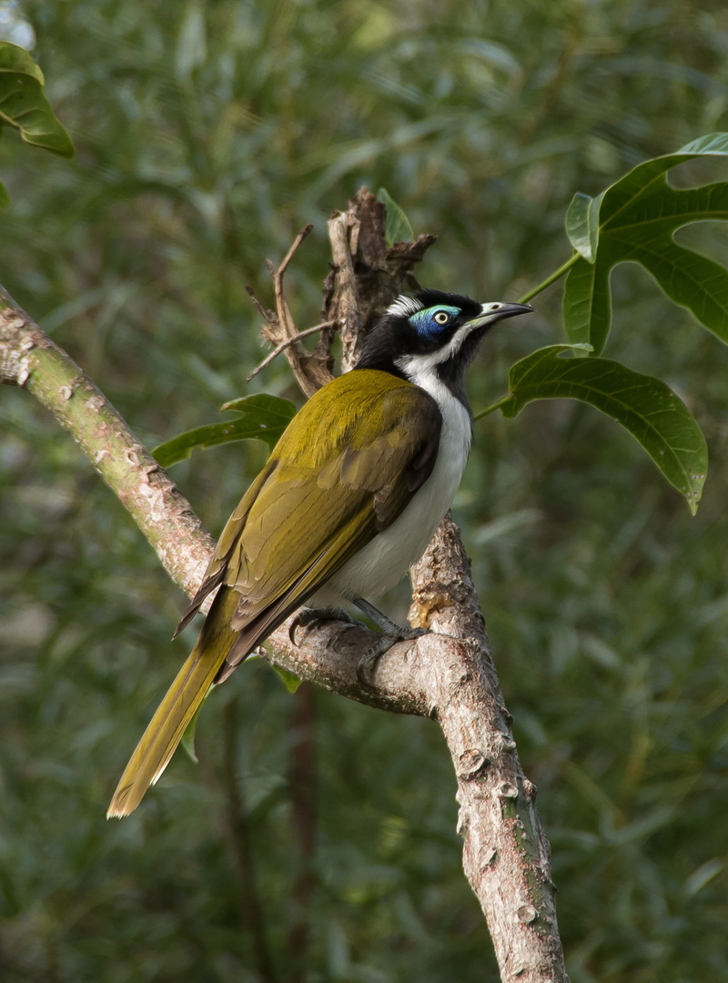 animal wildlife, no people, australia, branch, day, honeyeater, blue faced honeyeater, close-up, white, nature, 2K, queensland, tree, bird, blue, exotic
