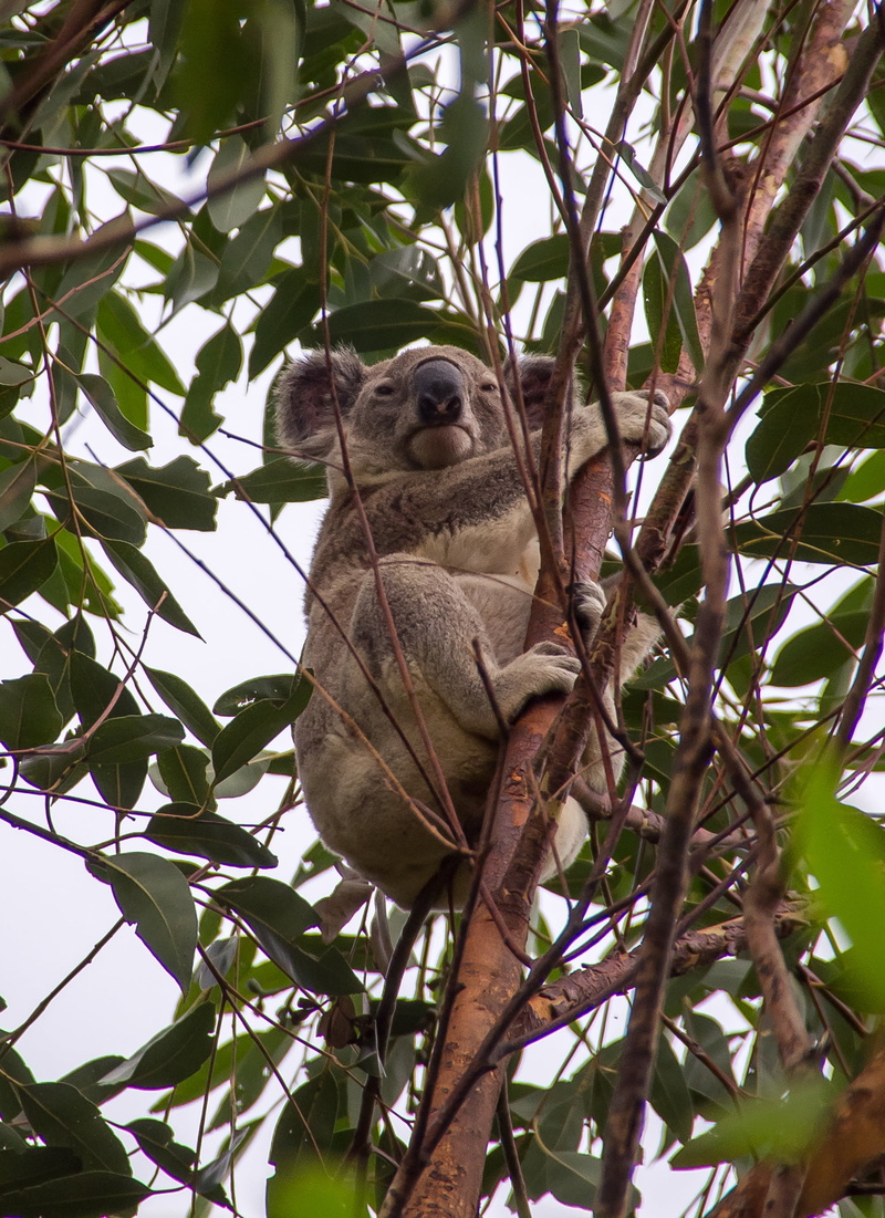 low angle view, branch, koala, animal wildlife, no people, nature, marsupial, animal themes, queensland, primate, cute, australia, vertebrate, animal, sky
