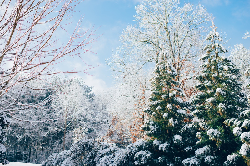 winter, snow, pine trees, 5K