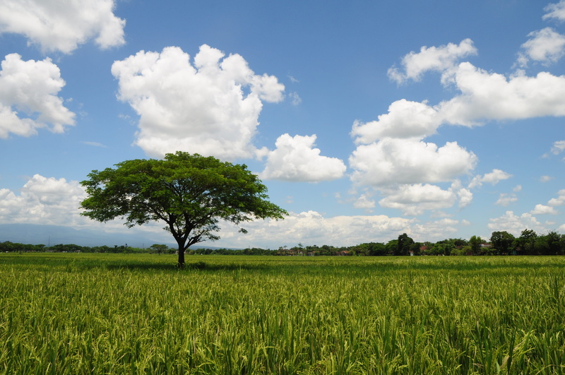 scenics - nature, green color, cloud - sky, view, farm, environment, padi, beauty in nature, plant, nature, sky, growth, landscape, grass, 4K, the tree