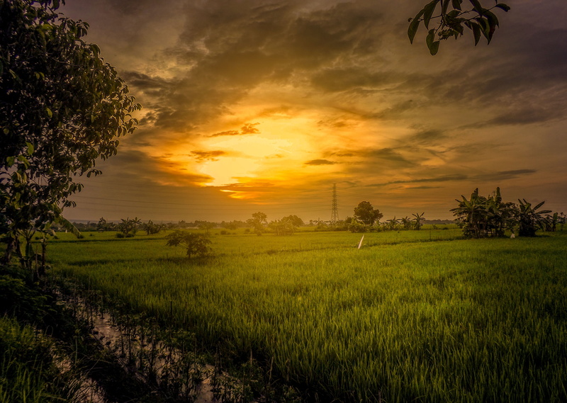 tranquility, nature, environment, land, outdoors, sunrise, agriculture, growth, rice paddy, sky, rice - cereal plant, twilight, cloud - sky, crop, tranquil scene